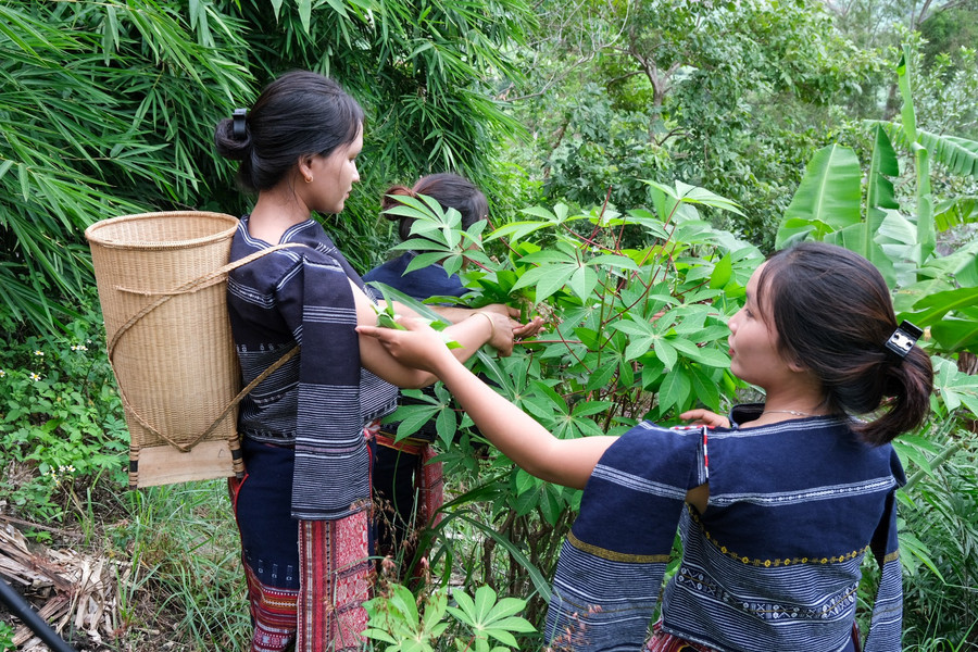 The local cassava variety, whose leaves and roots are both edible, has been preserved by the Bahnar people of Tơ Tung for generations. Photo: Hoàng Ngọc dscf5005.jpg