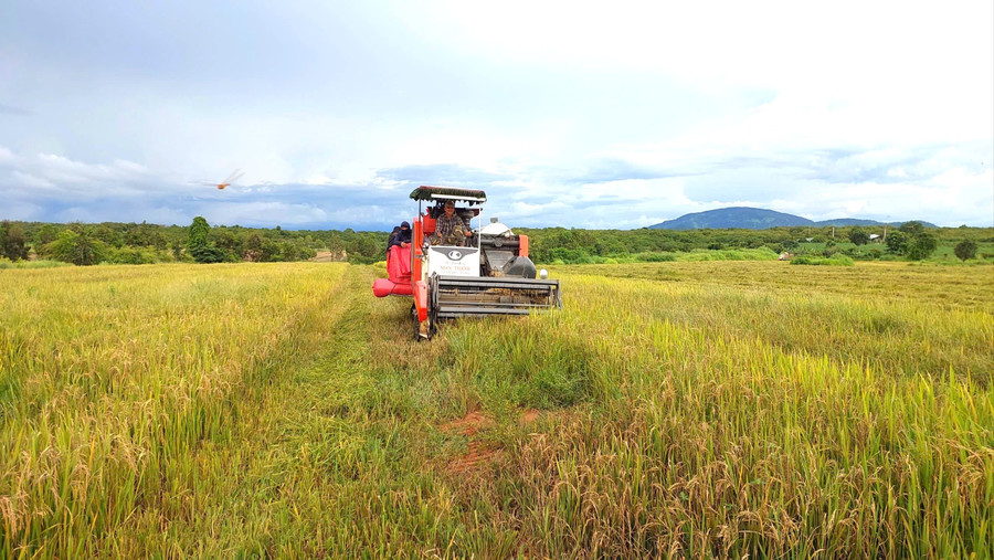 A combine harvester at work on Châu Văn Chí Tâm’s rice field. Photo: Nguyễn Diệp z6978551173162-3d7e2a943ff7741e18b064ac6dd75727.jpg