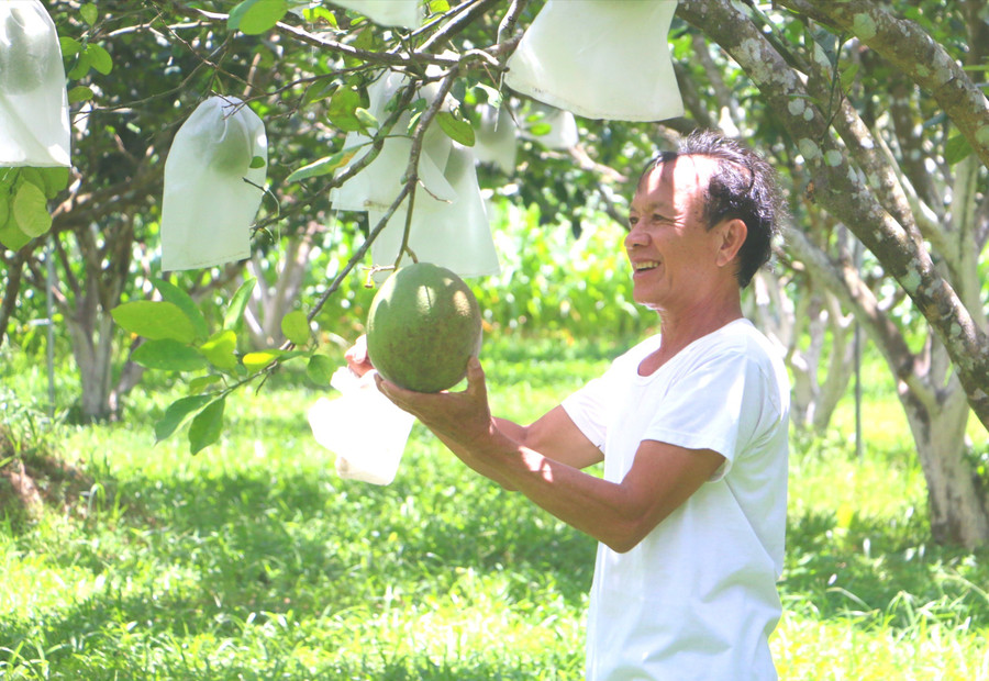 Hàn Văn Thanh (Tân Thịnh hamlet, Ân Tường) in his pomelo orchard, which brings his family over 100 million VND in annual income. Photo: Quang Tấn vuon-buoi-da-xanh-hon-100-cay-cua-ho-han-van-thanh-thon-tan-thinh-an-tuong-cho-thu-nhap-on-dinh-hon-100-trieu-moi-nam-quang-tan.jpg