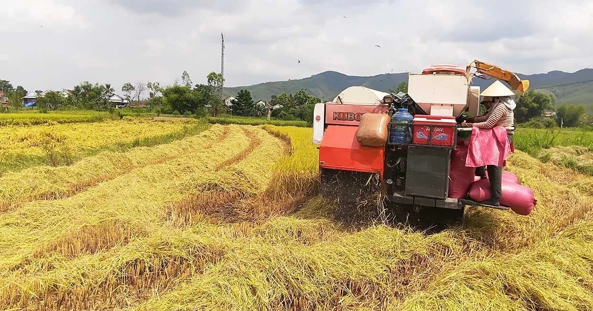 Awd Rice Eh AWD rice farming slashes emissions by 53.8% and boosts yields in Winter ...