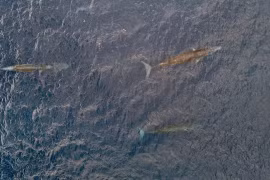 Three Whales Sighted Together
