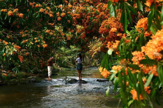 The second Tà Má Stream Rhododendron Flower Festival will take place on March 21, 2026, in Hà Ri Hamlet, Vĩnh Thịnh Commune.