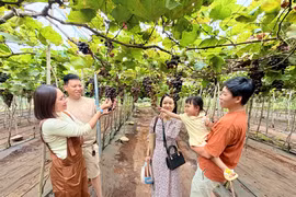 From Organic Vineyards to an Agricultural Tourism Destination