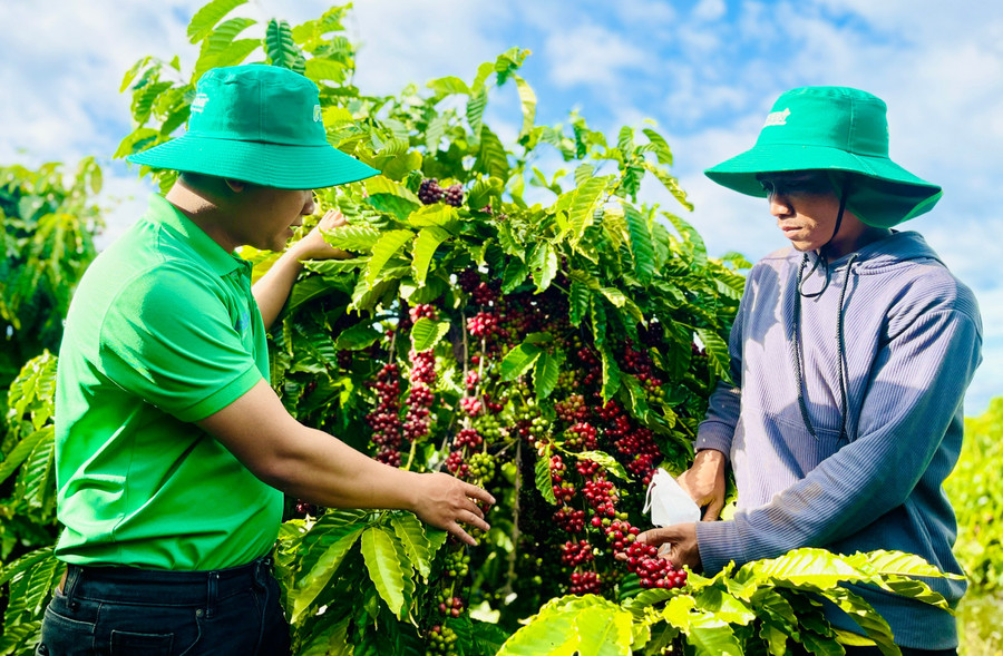 A Ngum’s coffee farm has become a model for villagers to visit and learn from. Photo: T.D bdedff5bc6eb4db514fa.jpg