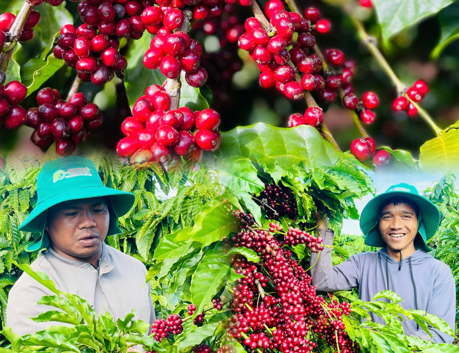 A Ngum’s coffee plantation has consistently achieved high yields for many years. Photo: T.D a7b952f491441a1a4355.jpg