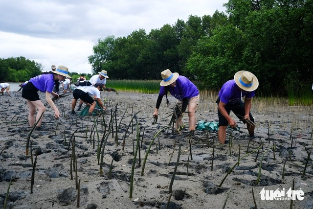 People plant mangrove saplings at Thi Nai Lagoon in Tuy Phuoc Dong Commune, Gia Lai Province, Vietnam, September 17, 2025. Photo: Tan Luc / Tuoi Tre People plant mangrove saplings at Thi Nai Lagoon in Tuy Phuoc Dong Commune, Gia Lai Province, Vietnam, September 17, 2025. Photo: Tan Luc / Tuoi Tre