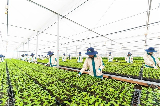 The Red Pine International JSC’s high-quality seedling producing centre in Gia Lai Province’s Chư Pưh Commune. Photo: Hồng Điệp/VNA 443188-glagri.jpg