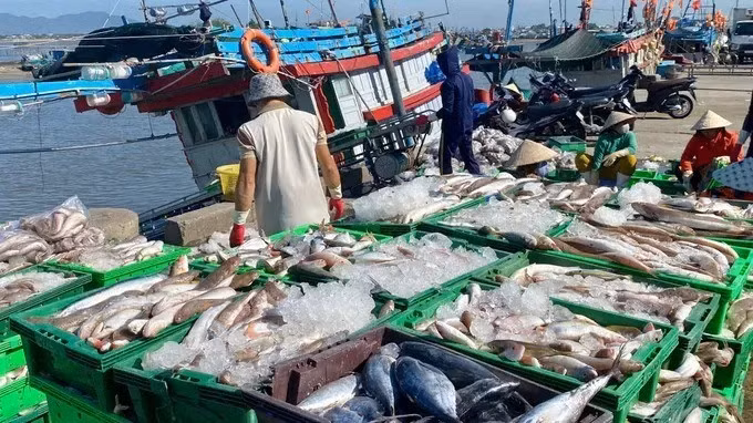 ocean-tuna.jpg