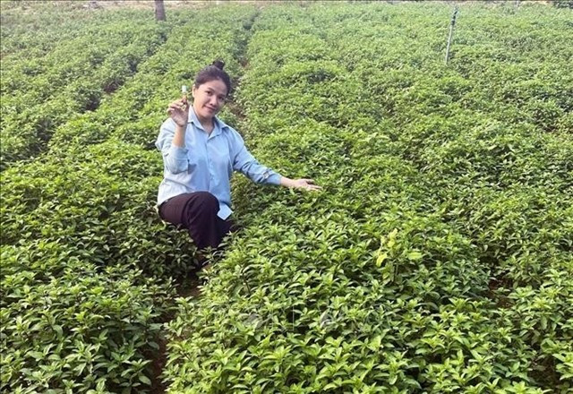 Nguyễn Thụy Thúy Vy in the medicinal herb field of the Mỹ An Agricultural and Fisheries Cooperative. Photo: VNA/VNS Photo