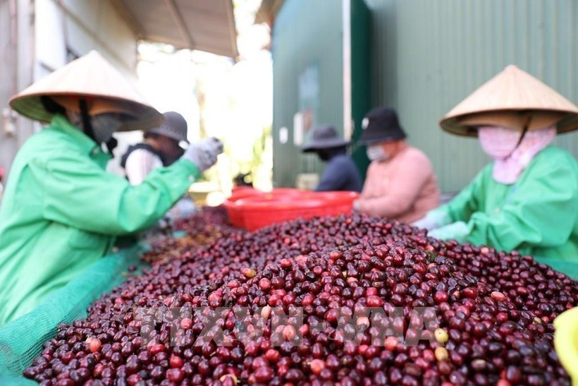 Vietnam coffee exports surge to record high. Photo: VNA 104234-dak-lak-da-dang-hoa-cac-s.jpg