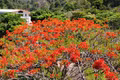 Flamboyant trees paint Gia Lai valley in crimson along hydropower road