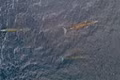 Three Whales Sighted Together