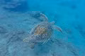 On June 10, authorities in Gia Lai province reported that a sea turtle had come ashore and laid eggs on a local beach.