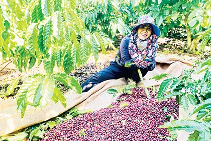 Green Farming: The Foundation for Sustainable Agriculture