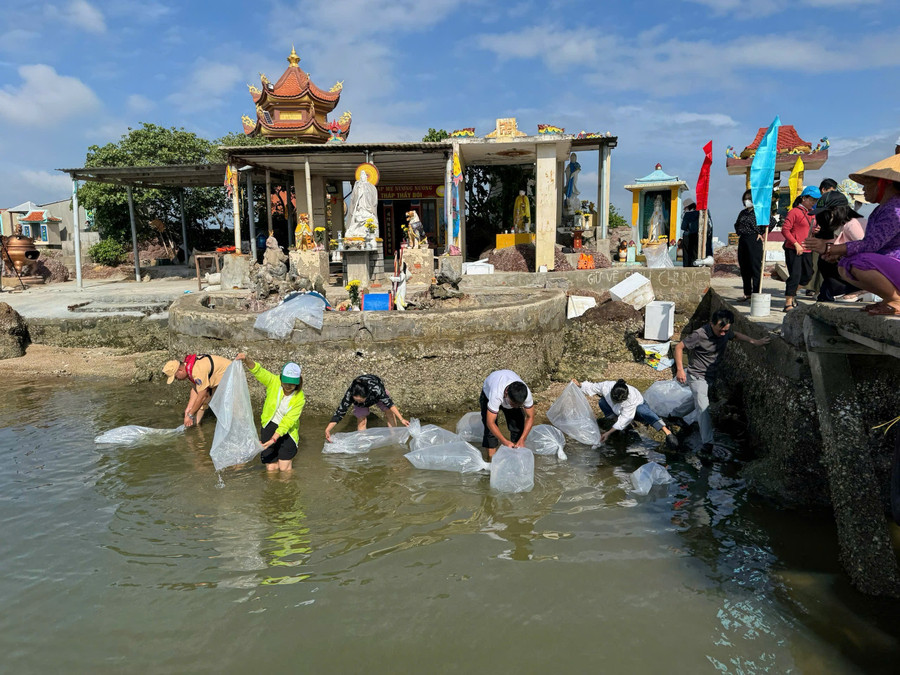 Releasing juvenile fish into Thi Nai Lagoon to restore aquatic resources. Photo: N.H tha-ca-giong-xuong-dam-thi-nai.jpg