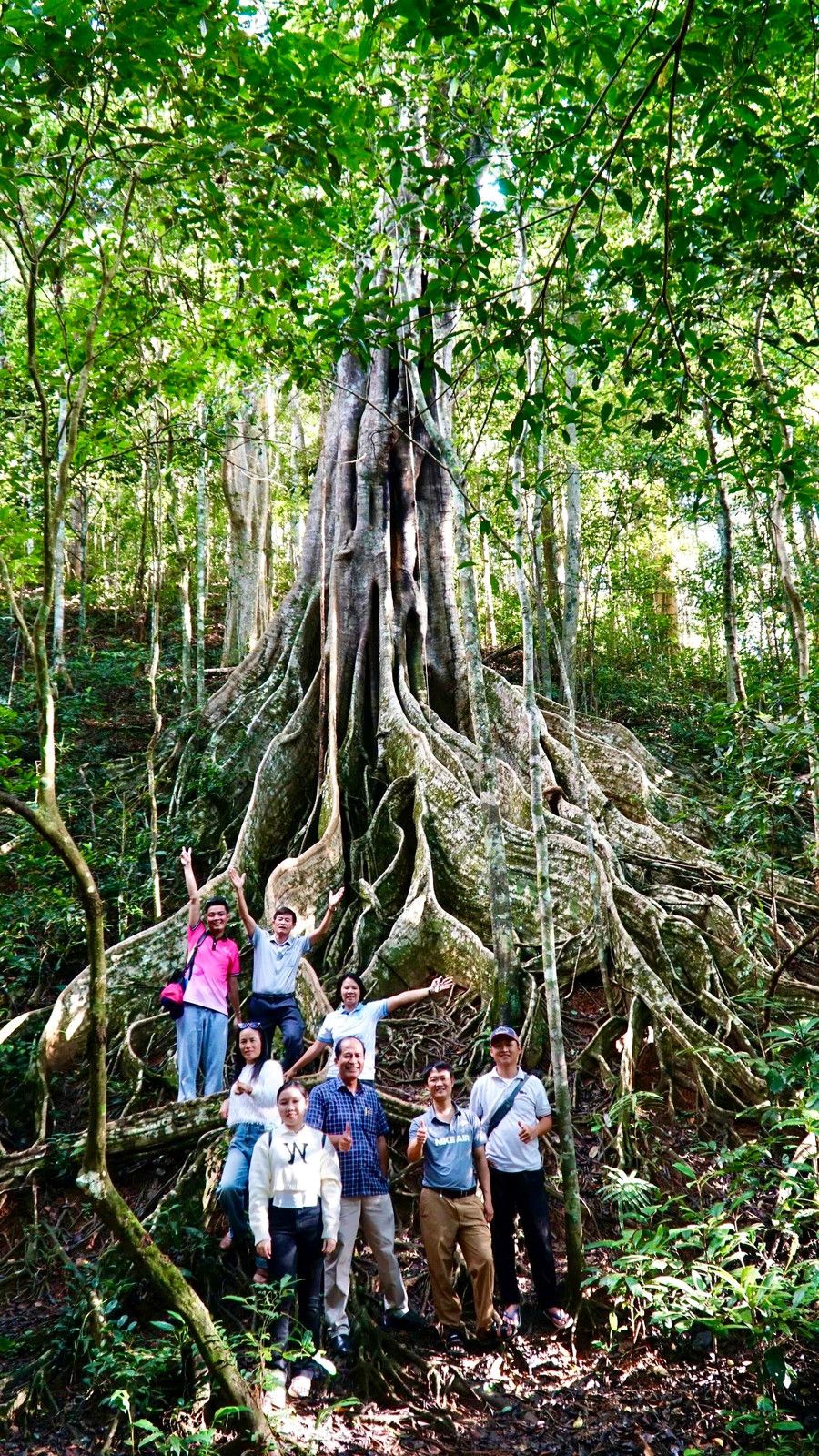 The famtrip delegation visits an ancient banyan tree at Kon Ka Kinh National Park. Photo: Vietnam National Authority of Tourism 82466fb2218eacd0f59f.jpg