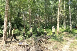 Harnessing Community Strength in Forest Management and Protection in the Province in 2025