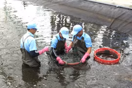 The high-tech shrimp farming investment project by Viet Uc - Phu My Co., Ltd. in An Luong commune has proven to be effective.