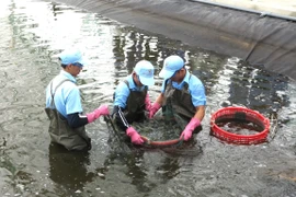 The high-tech shrimp farming investment project by Viet Uc - Phu My Co., Ltd. in An Luong commune has proven to be effective.