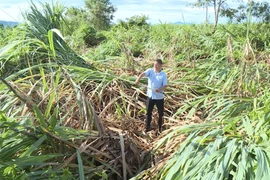 Residents are urgently cleaning up and restoring agricultural production after Typhoon No. 13 caused severe damage to crops.