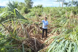 Residents are urgently cleaning up and restoring agricultural production after Typhoon No. 13 caused severe damage to crops.
