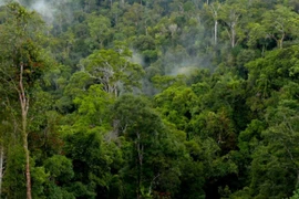 With nearly 1 million hectares of forest, Gia Lai holds a significant advantage in tapping into the carbon credit market for sustainable development.