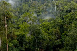 With nearly 1 million hectares of forest, Gia Lai holds a significant advantage in tapping into the carbon credit market for sustainable development.