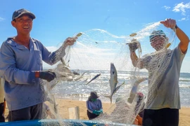Fishermen from coastal villages in the eastern part of the province hurried back to sea to earn a living immediately after Storm No. 13 passed.