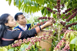 Mr. Siu Sắt in Mrông Yố 1 village, Ia Phí commune, Gia Lai province, has developed an organic agriculture model integrated with agrotourism and local cultural experiences.