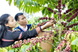 Mr. Siu Sắt in Mrông Yố 1 village, Ia Phí commune, Gia Lai province, has developed an organic agriculture model integrated with agrotourism and local cultural experiences.
