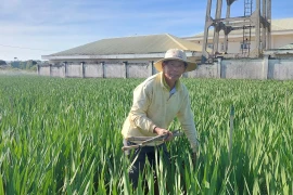 Farmers in the western region of Gia Lai are tending to their gladiolus flower gardens amid prolonged cold weather in the lead-up to the 2026 Lunar New Year.