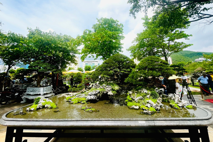 The work "Cổ tự" by Hoàng Văn Hải (Đại Lâm Mộc Garden), displayed at the festival, previously won the Gold Prize at the Tao Đàn Spring Flower Festival, Year of the Snake 2025 (Ho Chi Minh City). Photo: H.V lien-hoan-sinh-vat-canh-tinh-gia-lai-17.jpg