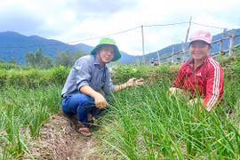 The VietGAP-standard shallot cultivation model implemented by 14 households in Phu My Tay commune.