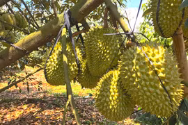 Gia Lai: Completion of Durian Traceability Implementation Set for 2026