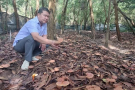 Vietnam’s reishi mushroom cultivation under forest canopies boosts sustainable forestry