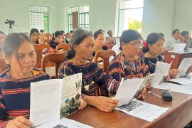 Project to Develop Amomum Roxburghianum Under Forest Canopy Launched in Binh Phu Commune, Gia Lai