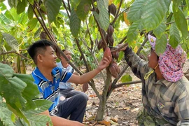 Hopes for Cocoa Cultivation in the Challenging Land of Pờ Tó