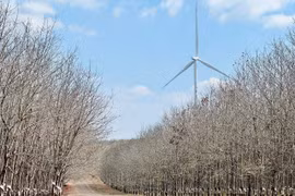 Breathtaking Beauty of Rubber Trees Shedding Leaves Amidst Wind Farms in Gia Lai