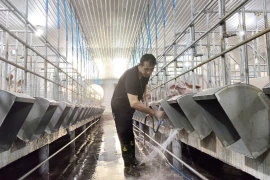 Gia Lai tightens African swine fever prevention as risk of resurgence persists