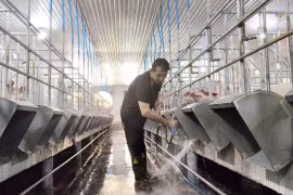 Gia Lai tightens African swine fever prevention as risk of resurgence persists