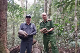 Endangered and Rare Animal Released Back into the Wild