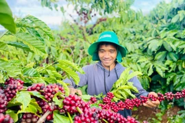 A Ngum has adopted organic and microbial farming methods, allowing his coffee plants to thrive. Photo: T.D