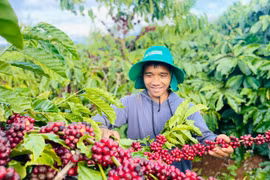 A Ngum has adopted organic and microbial farming methods, allowing his coffee plants to thrive. Photo: T.D