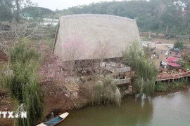 Măng Đen Welcomes Visitors to Cherry Blossom Viewing with a Variety of Special Activities
