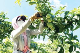 Agricultural Exports: Hopes for a Breakthrough Leveraging Raw Material Advantages