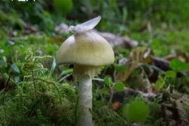 How Does the World's Most Dangerous Mushroom Cause Poisoning?