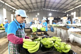 Gia Lai's Exports Accelerate Towards Year-End Target