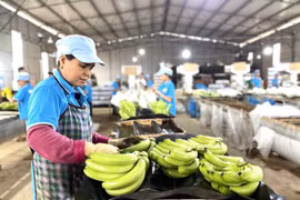 Gia Lai's Exports Accelerate Towards Year-End Target