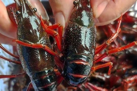 Criteria for Assessing the Invasive Risk of Alien Species