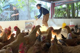 Expanding Green Agriculture Models